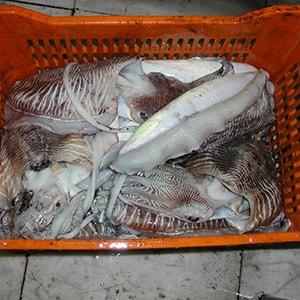 LANDFROZEN CUTTLEFISH - GARGHOOL CAGE CATCH | Mah Protein