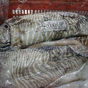 LANDFROZEN CUTTLEFISH - GARGHOOL CAGE CATCH | Mah Protein