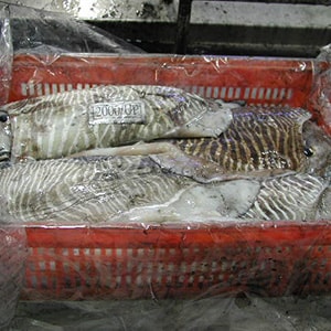 LANDFROZEN CUTTLEFISH - GARGHOOL CAGE CATCH | Mah Protein