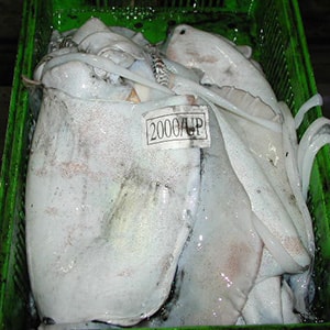 LANDFROZEN CUTTLEFISH - GARGHOOL CAGE CATCH | Mah Protein