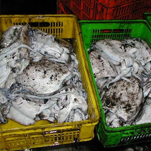LANDFROZEN CUTTLEFISH - TRAWL NET CATCH | Mah Protein