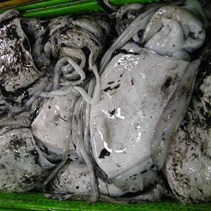 LANDFROZEN CUTTLEFISH - TRAWL NET CATCH | Mah Protein