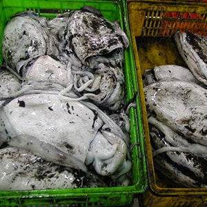 LANDFROZEN CUTTLEFISH - TRAWL NET CATCH | Mah Protein