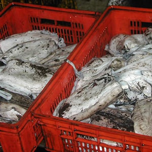 LANDFROZEN CUTTLEFISH - TRAWL NET CATCH | Mah Protein