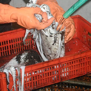 LANDFROZEN CUTTLEFISH - TRAWL NET CATCH | Mah Protein