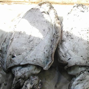 LANDFROZEN CUTTLEFISH - TRAWL NET CATCH | Mah Protein