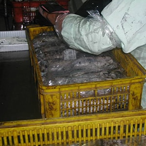 LANDFROZEN CUTTLEFISH - TRAWL NET CATCH | Mah Protein