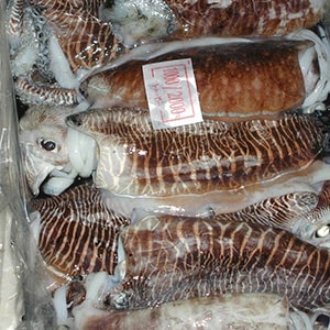 LANDFROZEN CUTTLEFISH - GARGHOOL CAGE CATCH | Mah Protein