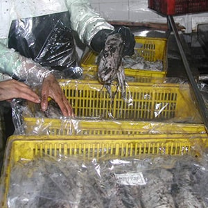 LANDFROZEN CUTTLEFISH - TRAWL NET CATCH | Mah Protein