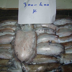 SEAFROZEN CUTTLEFISH | Mah Protein