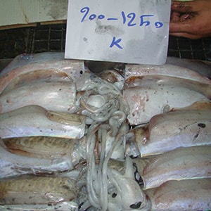 SEAFROZEN CUTTLEFISH | Mah Protein