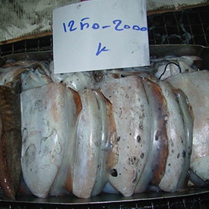 SEAFROZEN CUTTLEFISH | Mah Protein