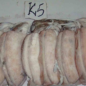 SEAFROZEN CUTTLEFISH | Mah Protein