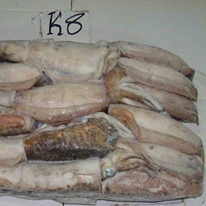 SEAFROZEN CUTTLEFISH | Mah Protein
