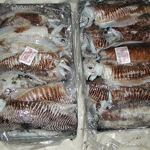 LANDFROZEN CUTTLEFISH - GARGHOOL CAGE CATCH | Mah Protein