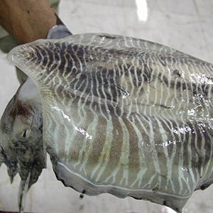 LANDFROZEN CUTTLEFISH - GARGHOOL CAGE CATCH | Mah Protein
