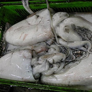 LANDFROZEN CUTTLEFISH - GARGHOOL CAGE CATCH | Mah Protein