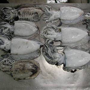 LANDFROZEN CUTTLEFISH - GARGHOOL CAGE CATCH | Mah Protein