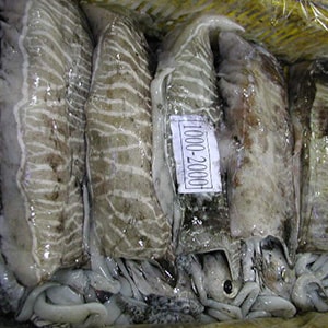 LANDFROZEN CUTTLEFISH - GARGHOOL CAGE CATCH | Mah Protein