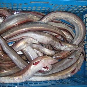 EEL Fish | Mah Protein