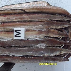 EEL Fish | Mah Protein