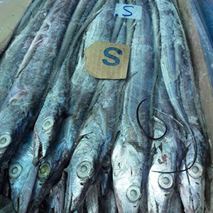 SEAFROZEN TRAWL CATCH RIBBONFISH (Big Eye) | Mah Protein