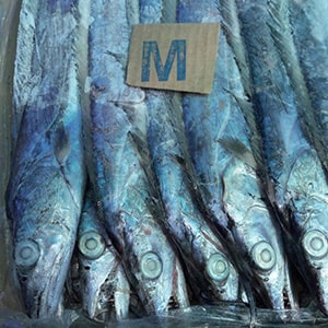 SEAFROZEN TRAWL CATCH RIBBONFISH (Big Eye) | Mah Protein