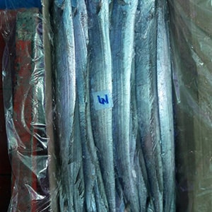 SEAFROZEN TRAWL CATCH RIBBONFISH (Big Eye) | Mah Protein