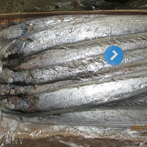 SEAFROZEN TRAWL CATCH RIBBONFISH (Big Eye) | Mah Protein