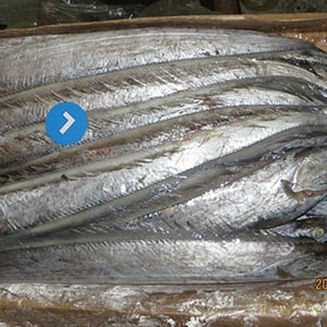 SEAFROZEN TRAWL CATCH RIBBONFISH (Big Eye) | Mah Protein