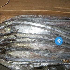 SEAFROZEN TRAWL CATCH RIBBONFISH (Big Eye) | Mah Protein