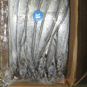 SEAFROZEN TRAWL CATCH RIBBONFISH (Big Eye) | Mah Protein