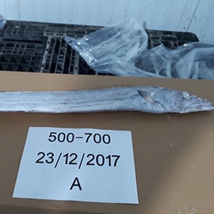 LANDFROZEN HOOK-CATCH RIBBONFISH | Mah Protein