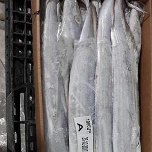 LANDFROZEN HOOK-CATCH RIBBONFISH | Mah Protein
