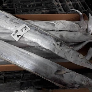 LANDFROZEN HOOK-CATCH RIBBONFISH | Mah Protein