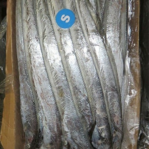 SEAFROZEN TRAWL CATCH RIBBONFISH (Big Eye) | Mah Protein