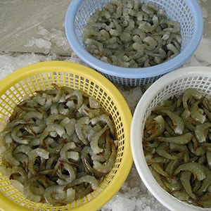 Frozen Farmed Peeled Deveined Vannamei Shrimp - Mah Protein