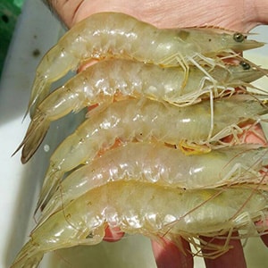 Farmed Headon Vannamei Shrimp - Mah Protein