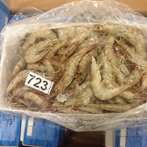 Farmed Headon Vannamei Shrimp - Mah Protein
