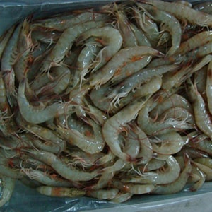 Farmed Headon Vannamei Shrimp - Mah Protein