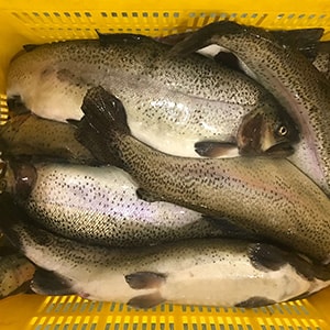 Trout Production Photos | Mah Protein