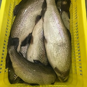 Trout Production Photos | Mah Protein