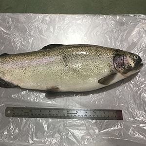 Trout Production Photos | Mah Protein