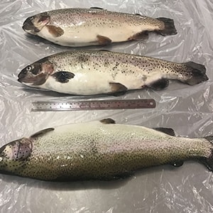 Trout Production Photos | Mah Protein