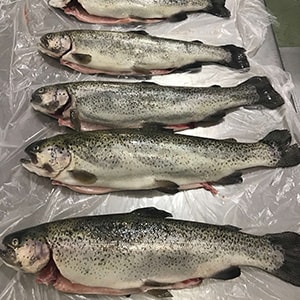 Trout Production Photos | Mah Protein