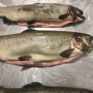 Trout Production Photos | Mah Protein