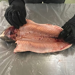 Trout Salmon Fillet Color