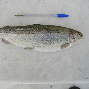 Rainbow Trout